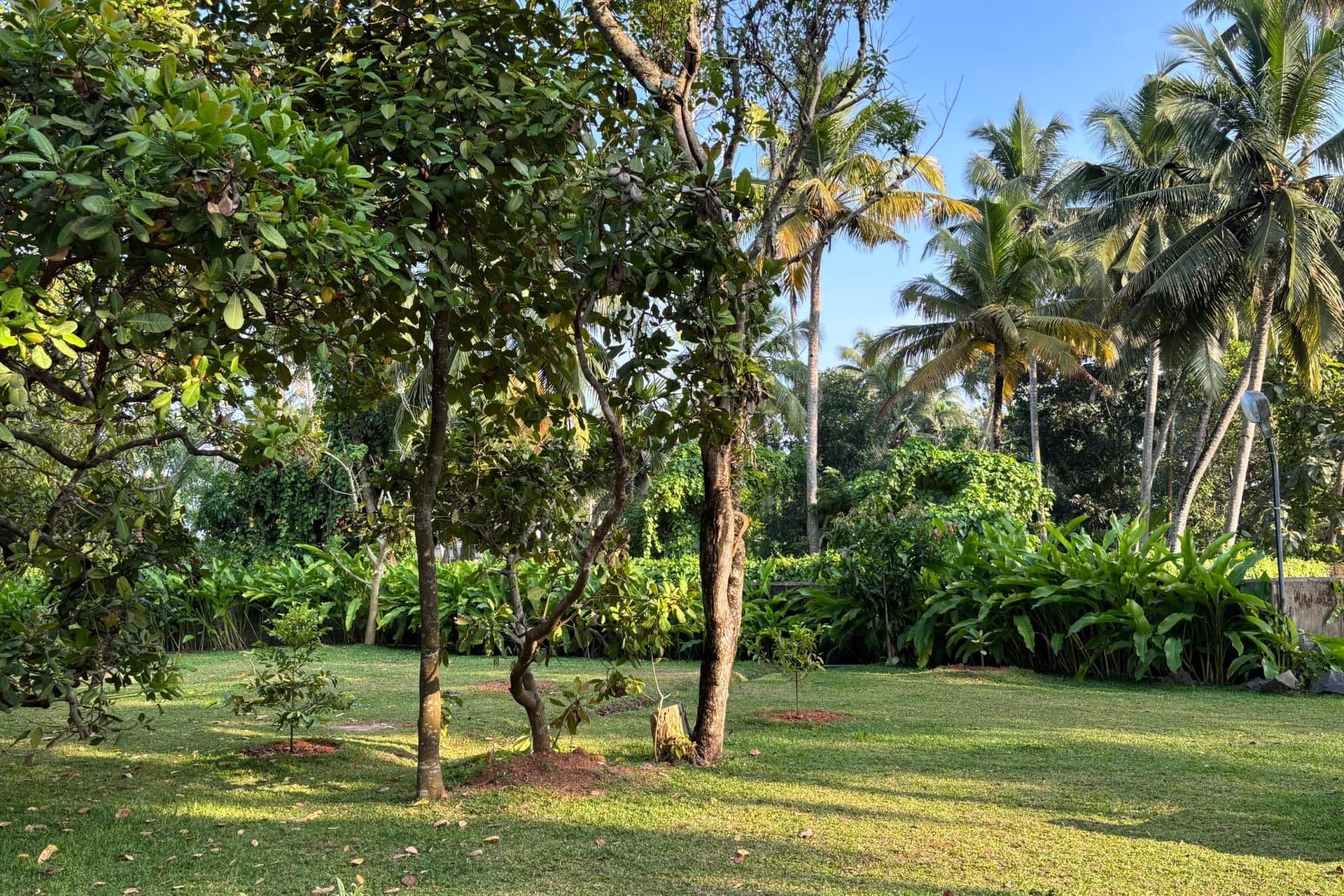 Gardens and fruit trees at Ashwattha