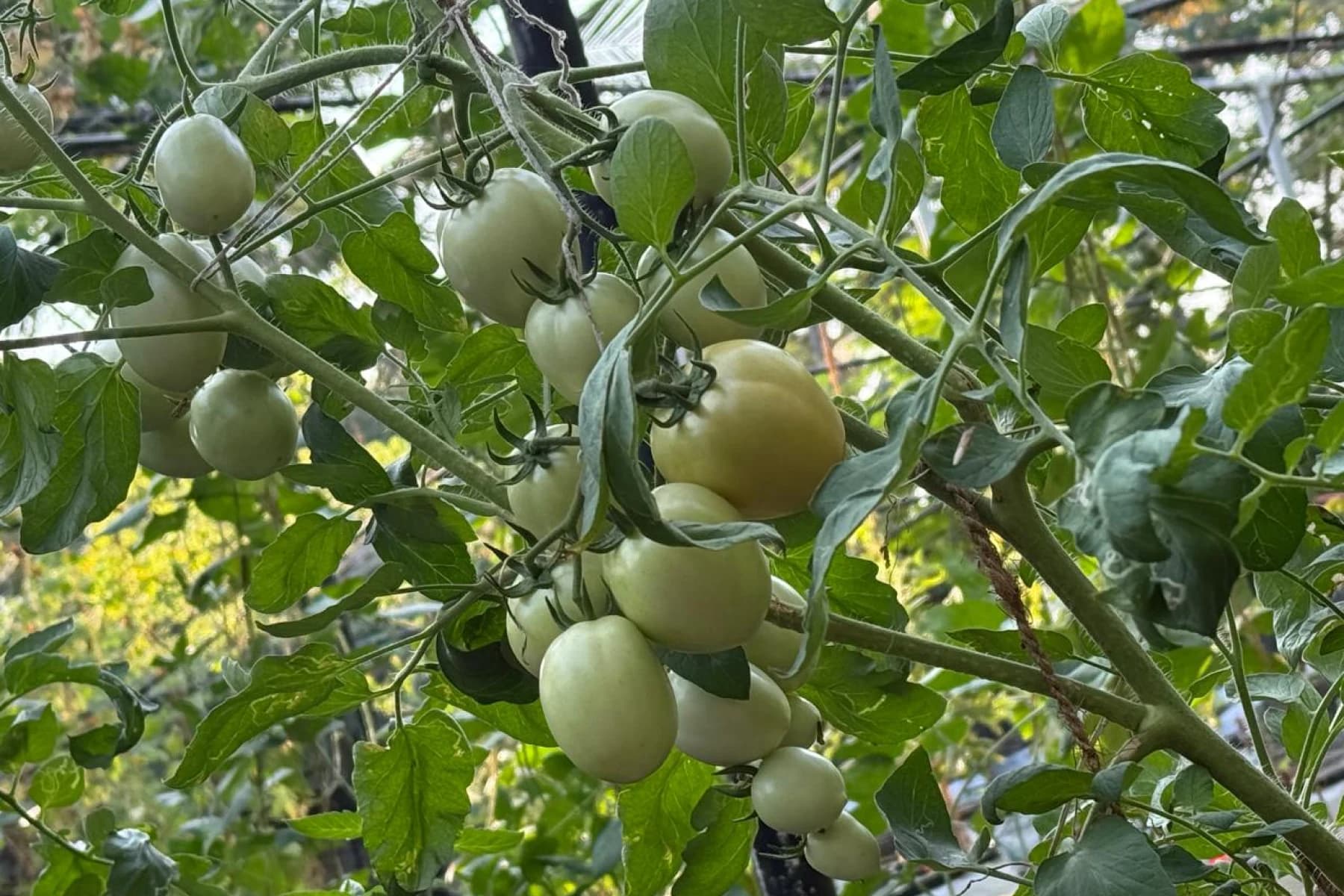 Fruit trees and open air on the property