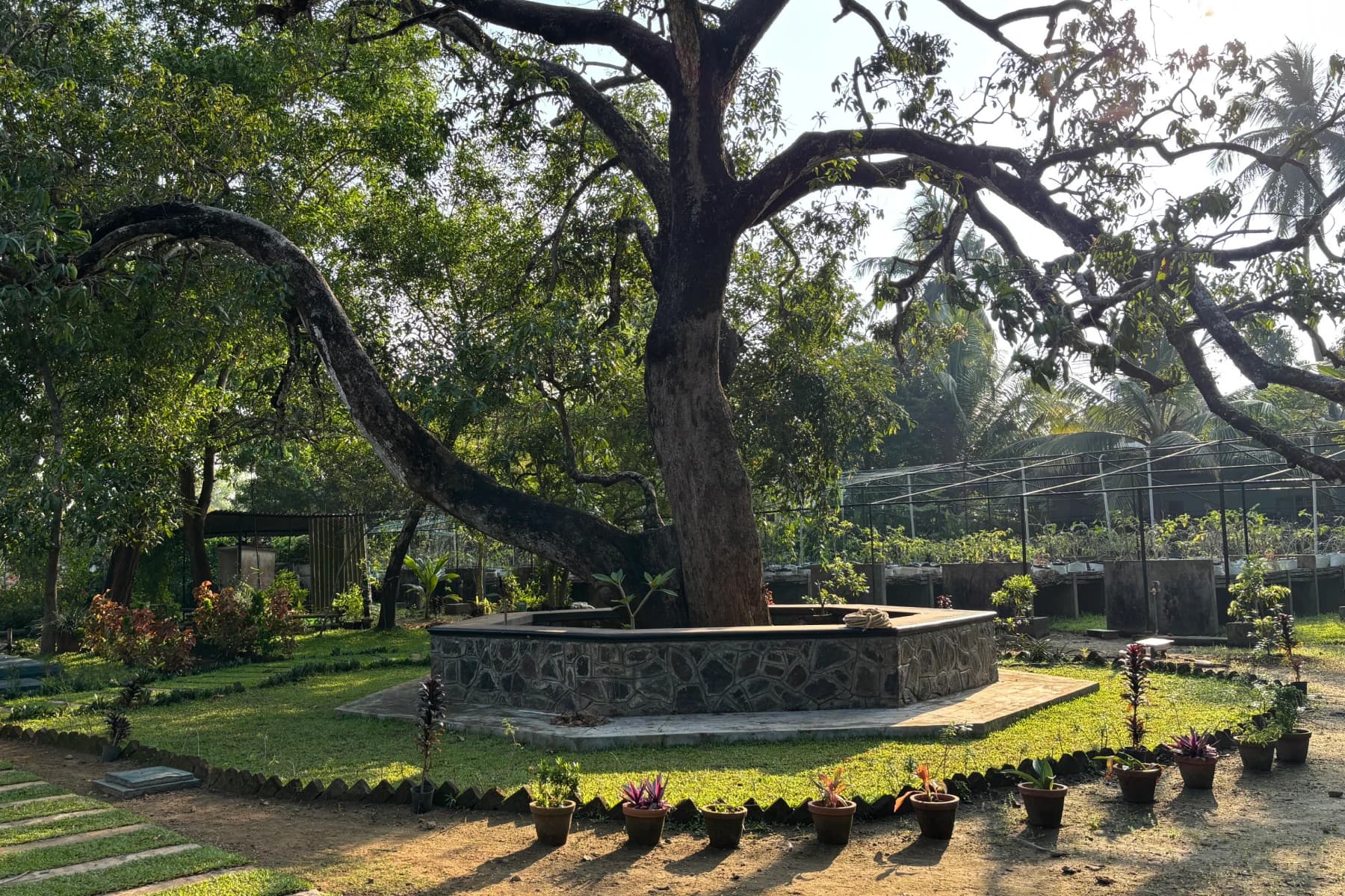 The swing and surrounding foliage